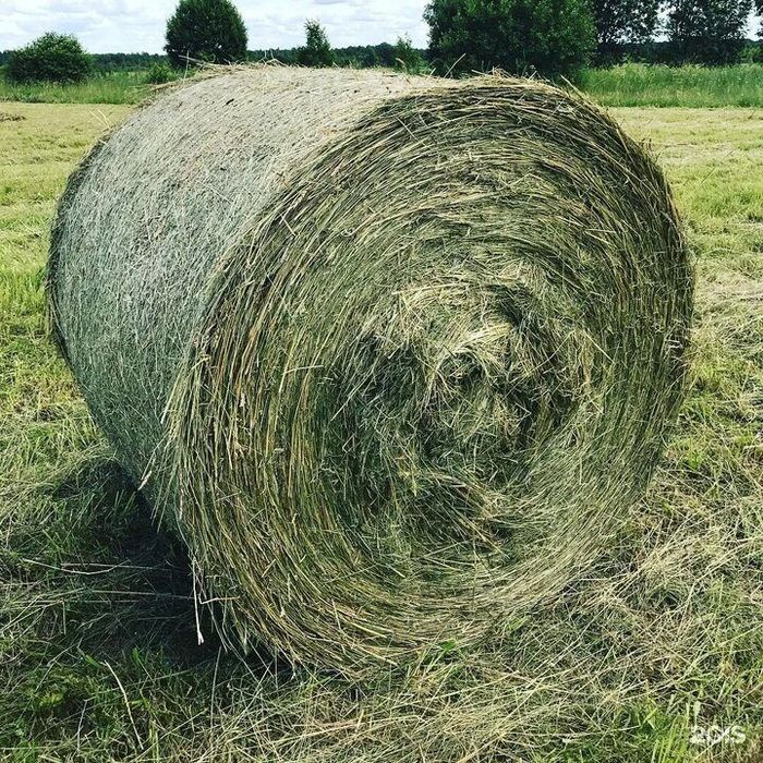 продам сено в рулонах