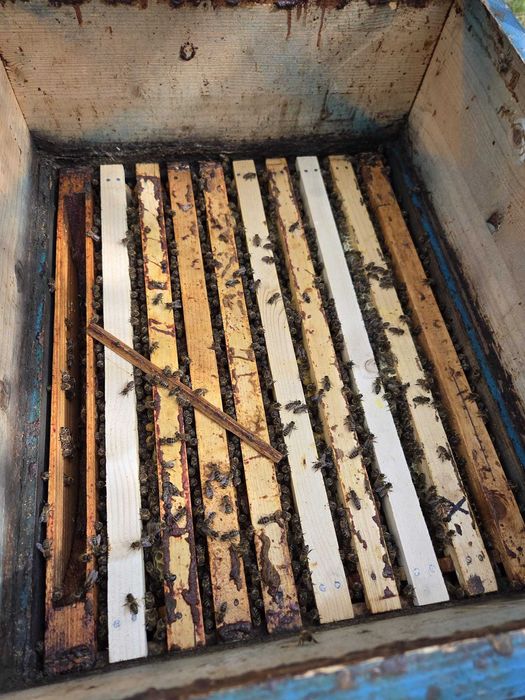 Vand 30 familii de albine pregatite pentru pastoral 0745160754