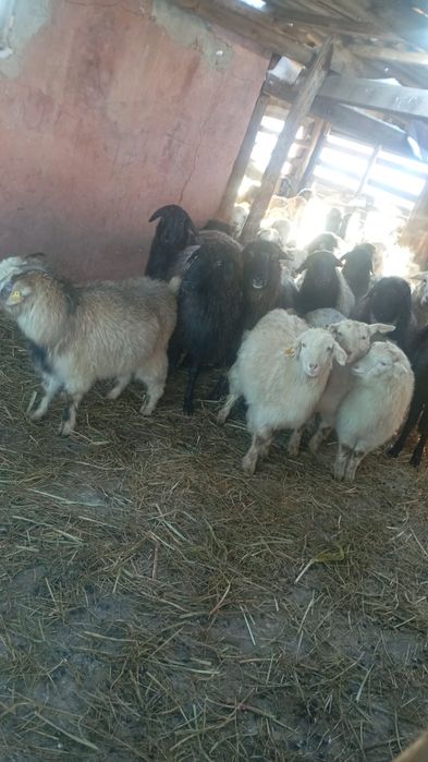 Ешкі сатылады,Коза продаётся.2500тг