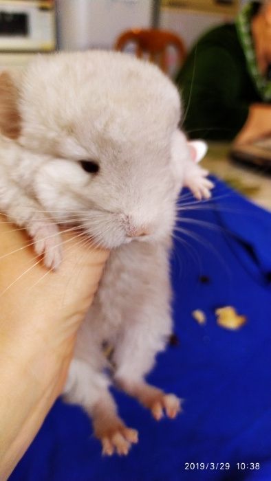 Шиншиллята