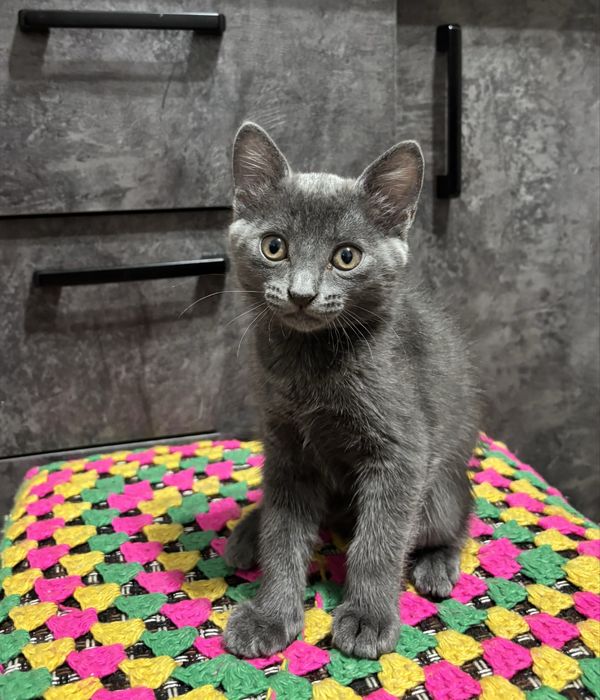 Отдам котёнка в добрые руки