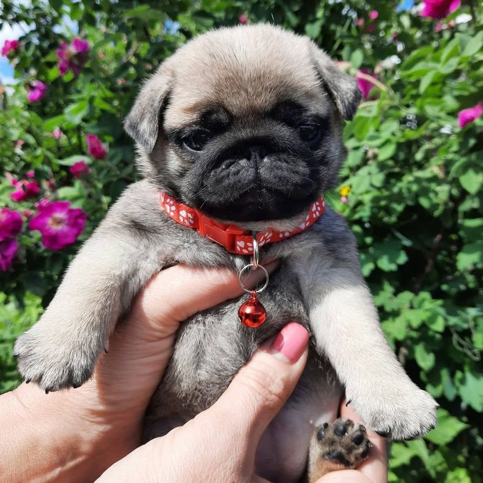 Продаю щеночков Мопса