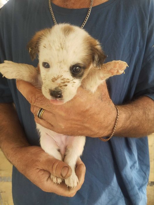 Отдам щенят бесплатно