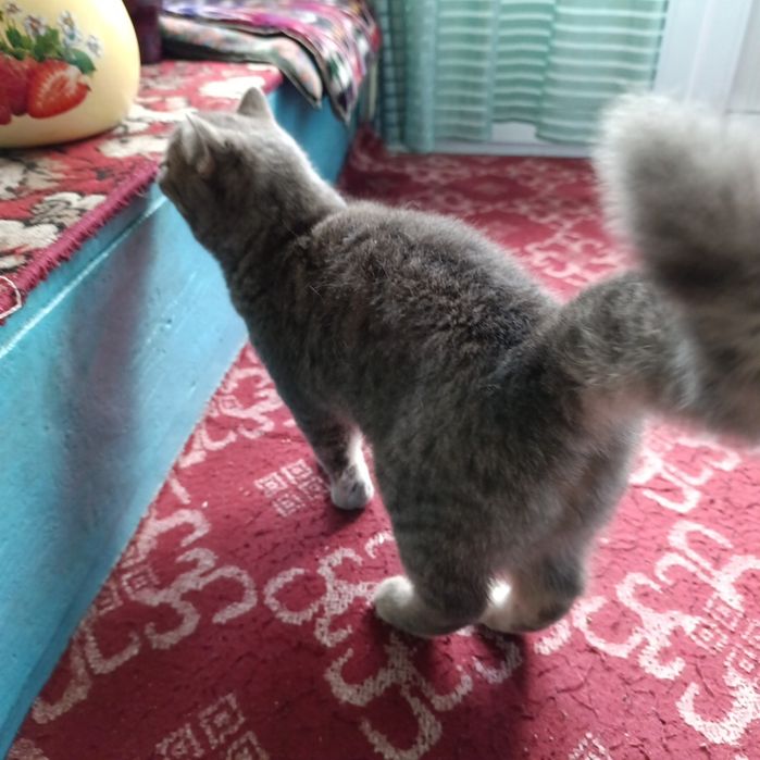 Мушук сотлади жинси айол