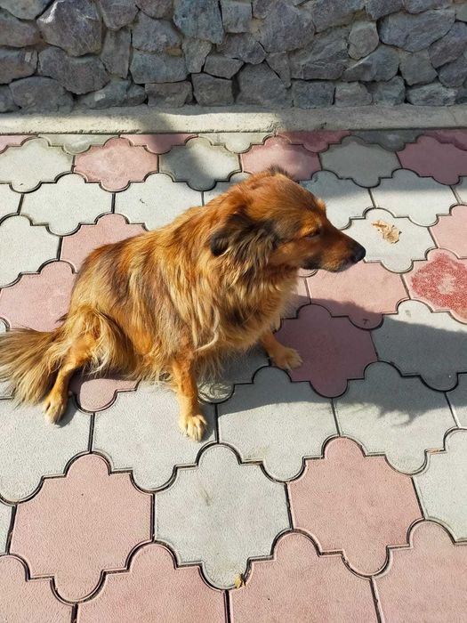 Потерялась собака в Боралдае