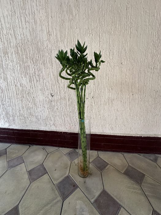 Ваза для бамбука разных размер