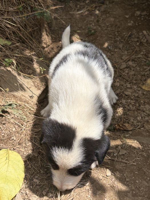 DONAȚIE Pui de câine