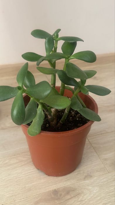 Срочно, все за 20 тыс. тенге