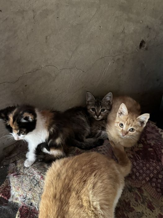 котята в добрые руки