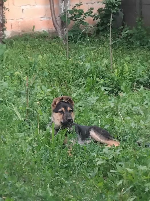 Немецкий овчарка