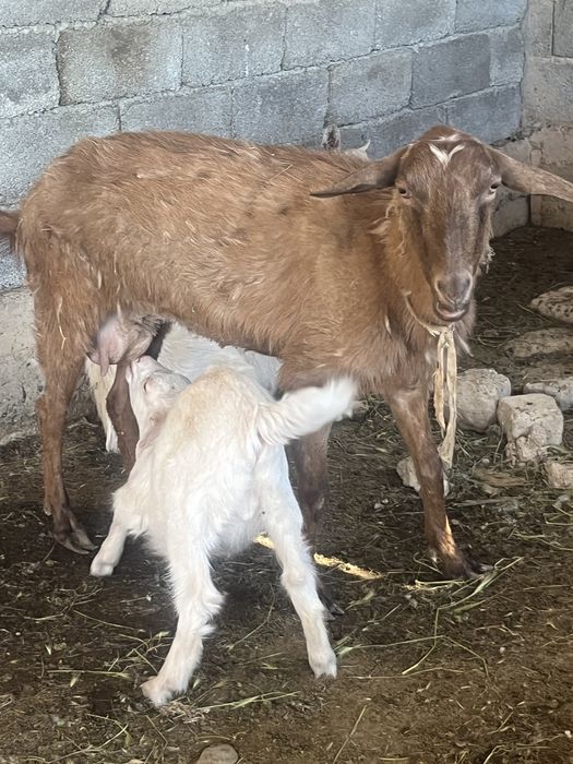 Орыс ешкі сатылады.