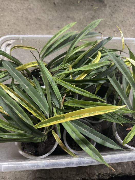 Фикусы разные продам