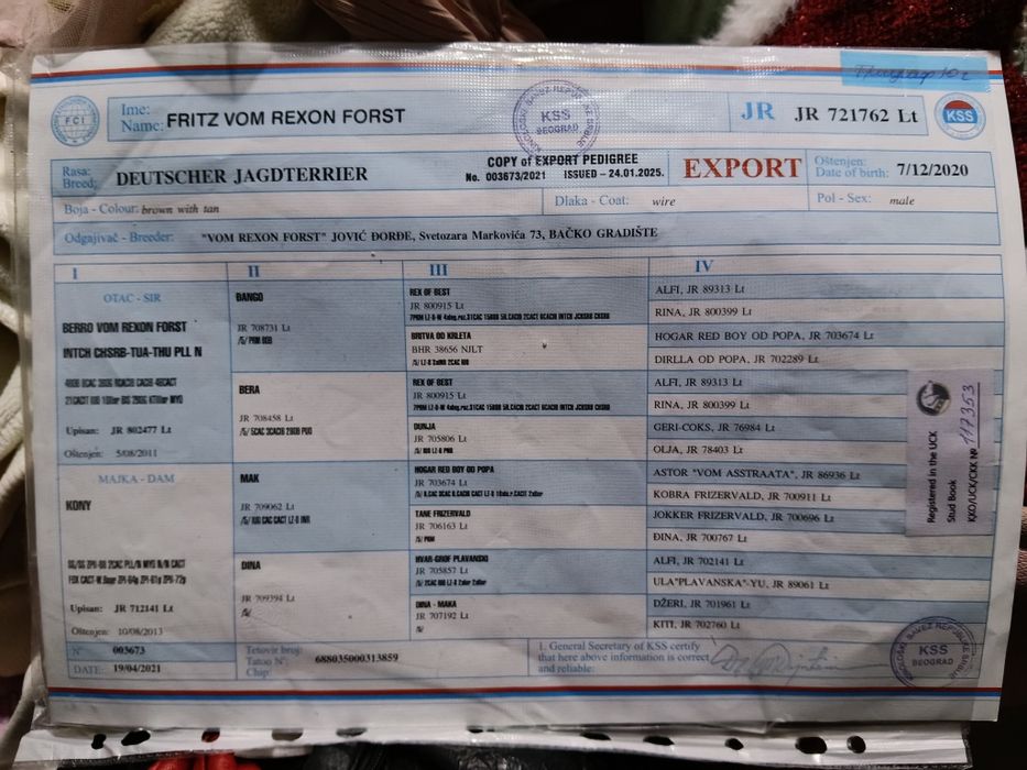 Ягдтерьер вязка кашыртканга