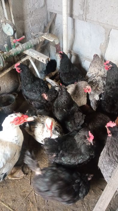 Продам молодых курочек