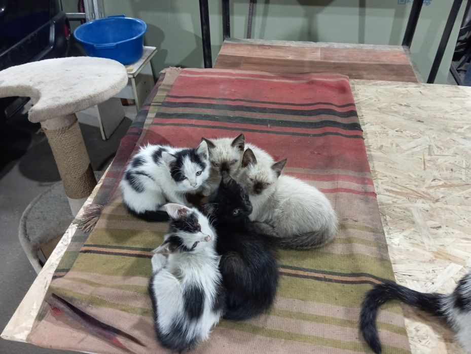 Подарю котят в хорошие руки
