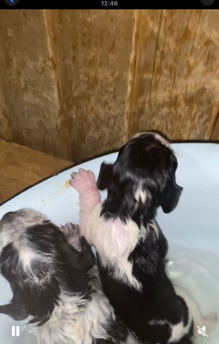 Продам щенков дешево