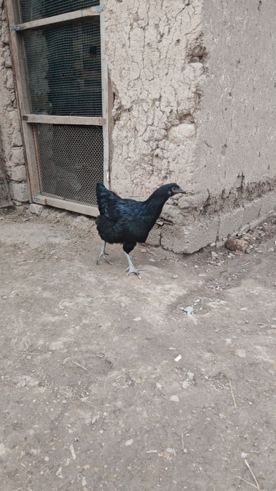 Jersi gigant va Astralop tovuq Xorozlari sotiladi