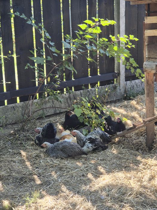 Cocoși Australorp negru și Brahma