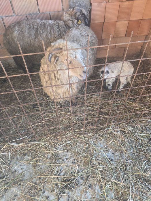 Oi de tinut sun bune de miei