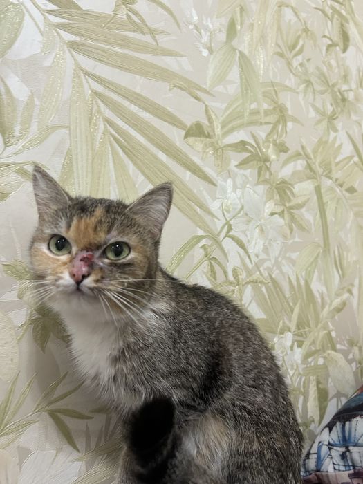 Отдам даром кошку астана