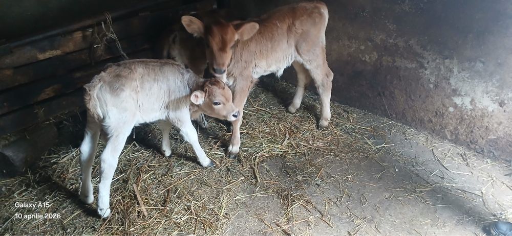 3 vitei de vanzare 53 de milioane