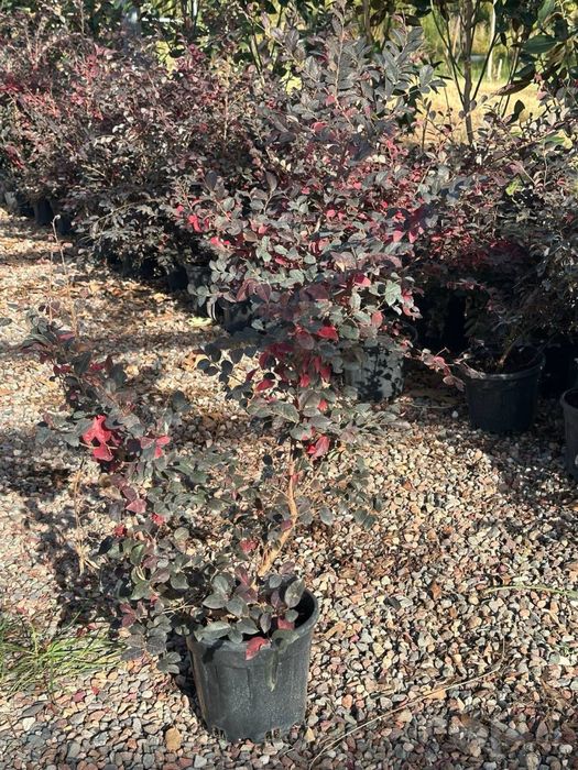 Loropetalum Turkiya