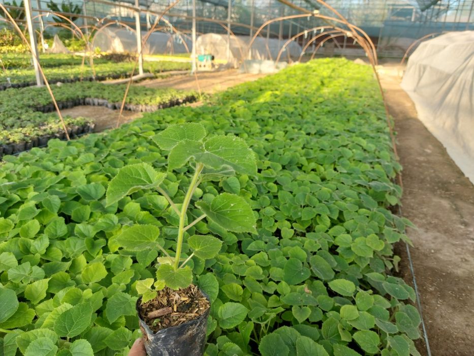 Павловния ФТЕ ва М1 нихоллари