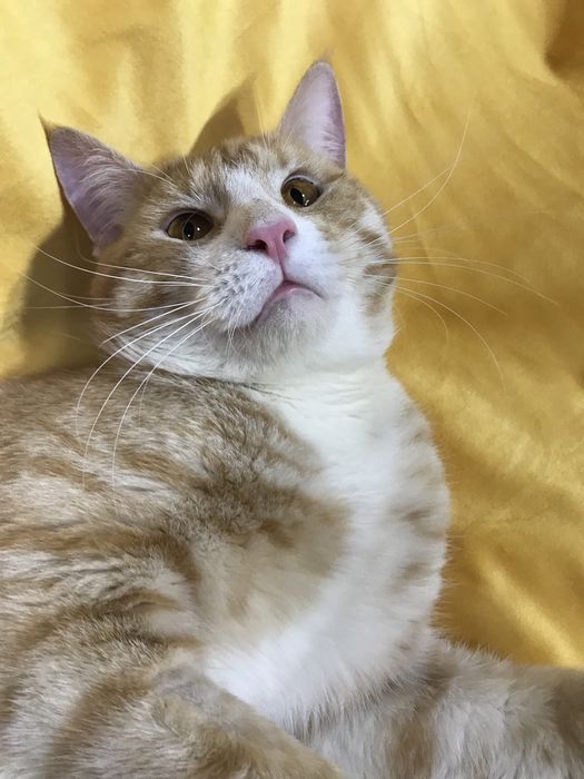 Котик ищет семью