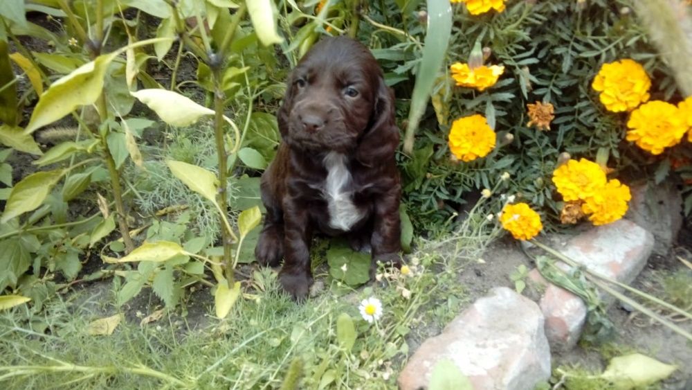 Спаниель Русский охотничий"