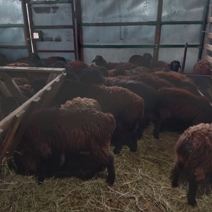 Тоқтылар сатылады!