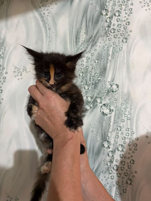 Котята порода Мейнкун