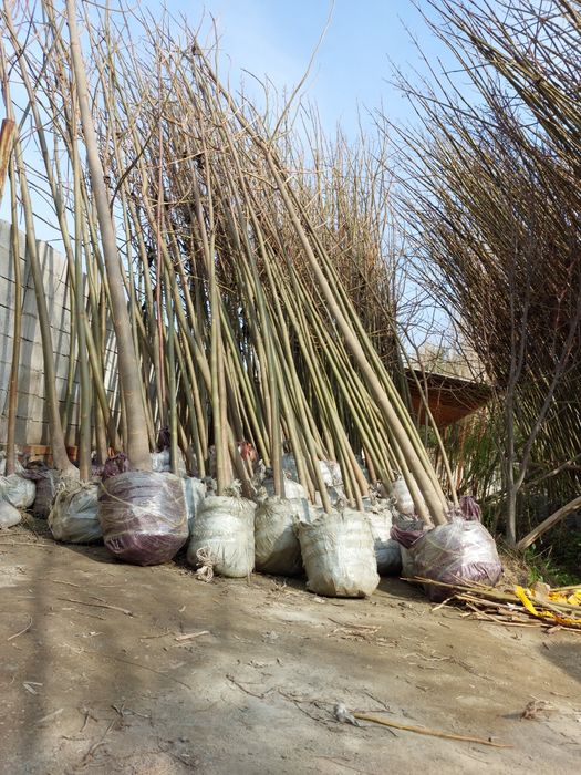 Pavlovniya bor  ikki yillik