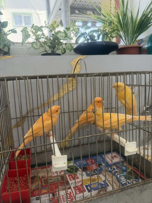 Canari de vînzare inelați, timbrado și de culoare pui de anul ăsta. Din ianuarie și februarie.