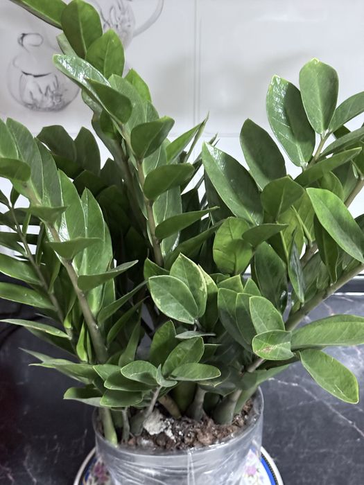 Долларовое дерево