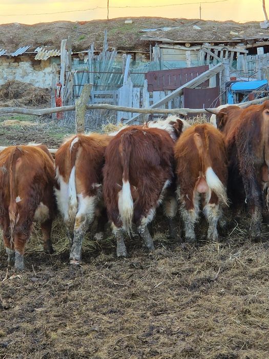 Бұқа быки бычки бұқашық тұқымдыққа