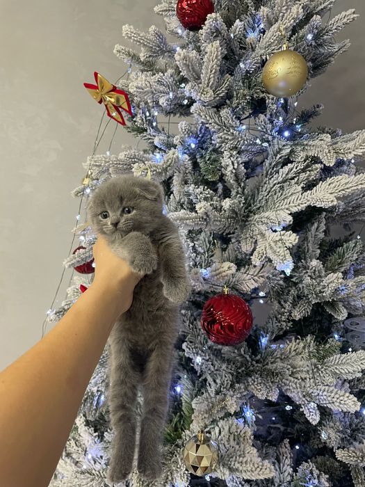 Шотландские котята в продаже