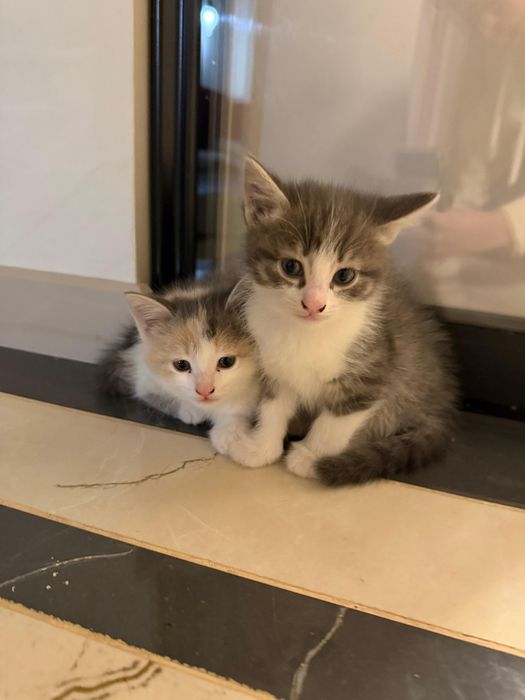 Отдам симпатичных котят