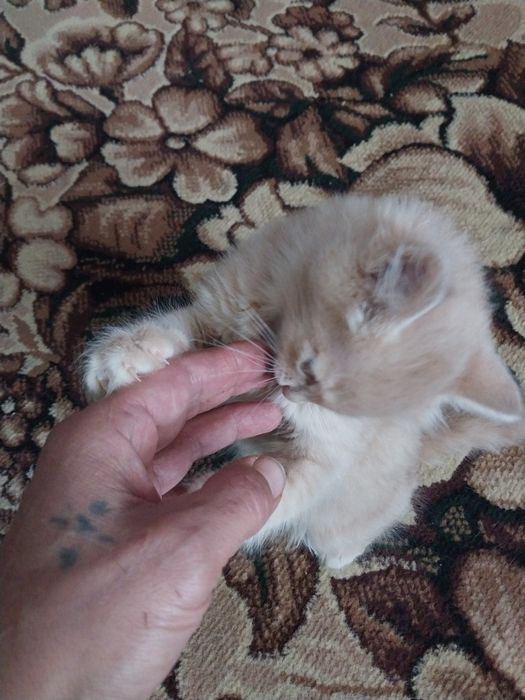 Отдам даром котёнка мальчик.