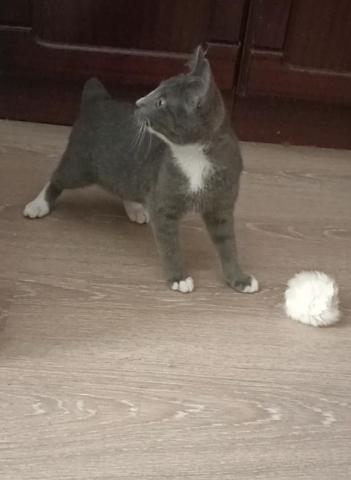 Котик,3,5 мес в добрые руки