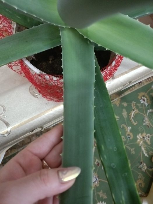 Растения,!Для лечения!!!