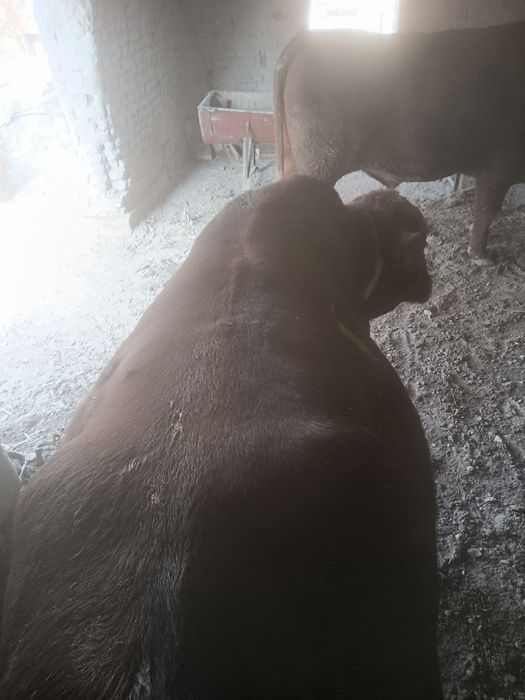 Buqa Grenford va gibrid sotiladi