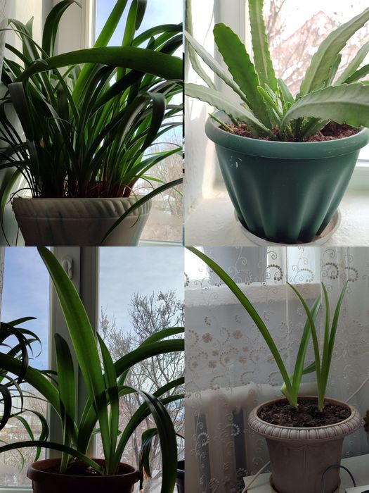 Домашние цветы 22 штуки