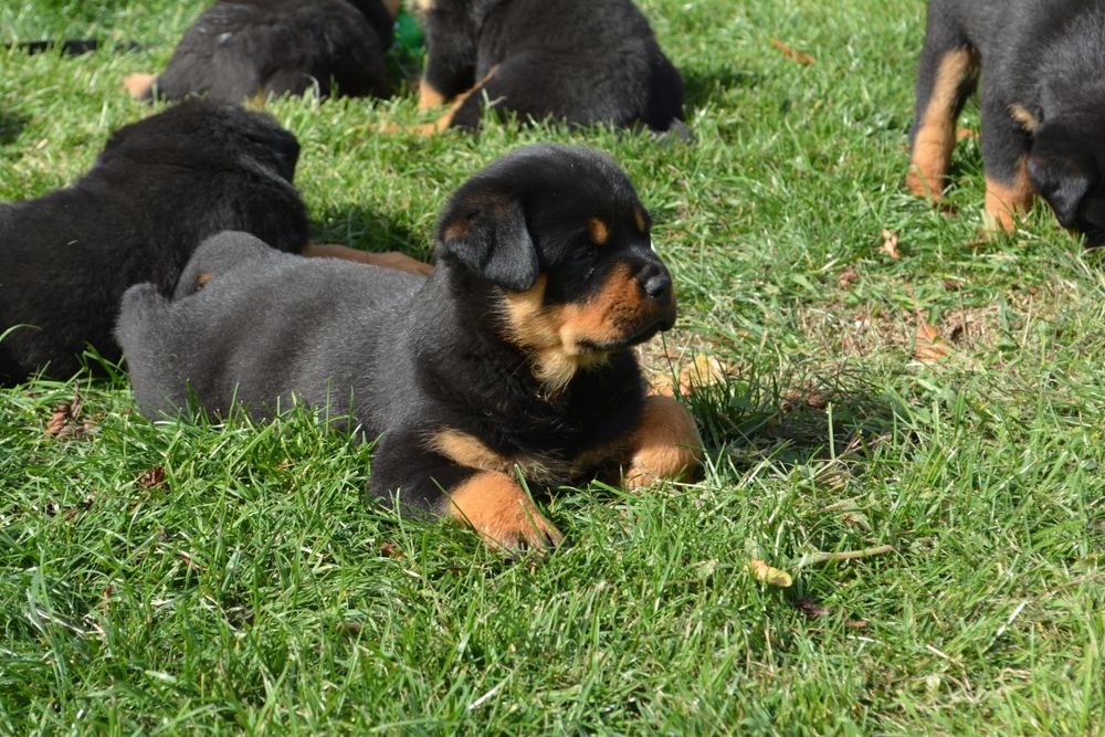 Cățelușa rottweiler cu pedigree