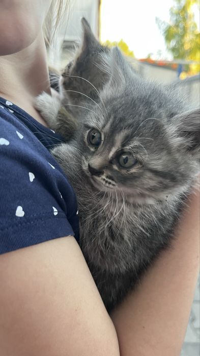 Отдам в добрые руки котят