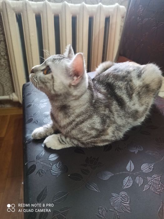 Котёнок Мая, 6 месяца.