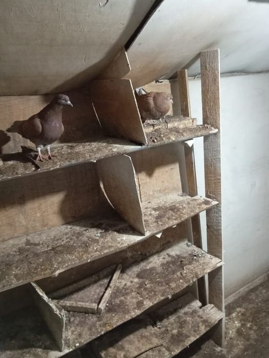 Продам партию голубей