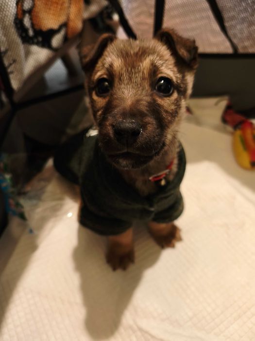 Cățelușa spre adopție