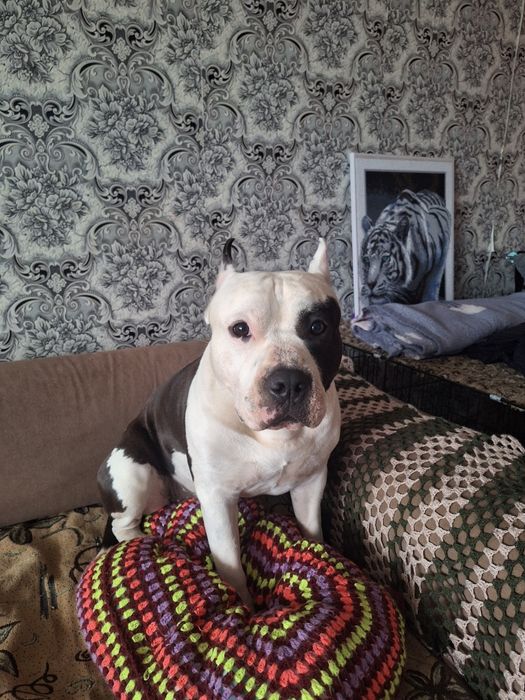 Кабель на вяску возрас два года