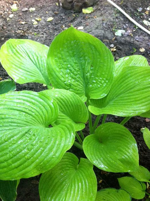 хосты -многолетние растения более 10 сортов