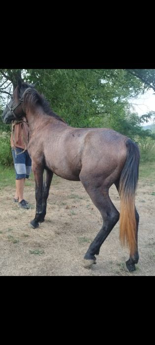 Vînd cîrlan de 3 ani,  învățat la cărută , ofer orice proba,  preț 38 mil negociabil, tel 0729552490